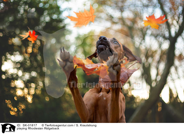 spielender Rhodesian Ridgeback / playing Rhodesian Ridgeback / SK-01817