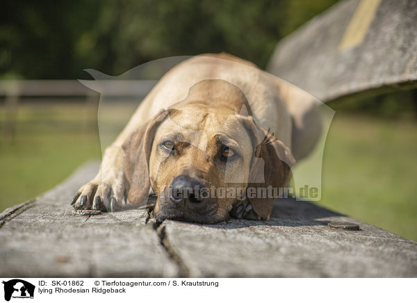 liegender Rhodesian Ridgeback / lying Rhodesian Ridgeback / SK-01862