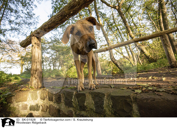 Rhodesian Ridgeback / Rhodesian Ridgeback / SK-01928