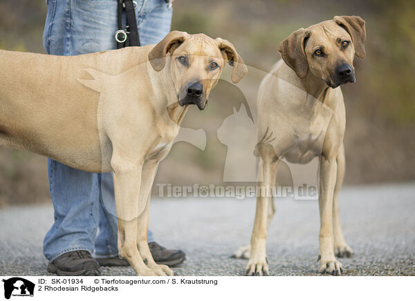 2 Rhodesian Ridgebacks / 2 Rhodesian Ridgebacks / SK-01934