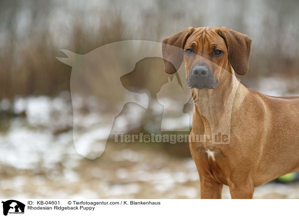 Rhodesian Ridgeback Welpe / Rhodesian Ridgeback Puppy / KB-04601