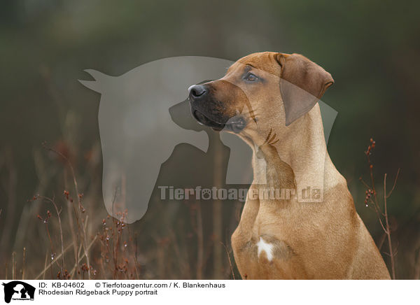 Rhodesian Ridgeback Welpe Portrait / Rhodesian Ridgeback Puppy portrait / KB-04602