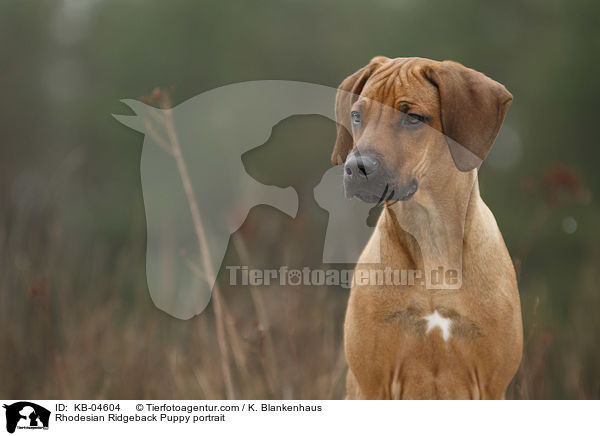 Rhodesian Ridgeback Welpe Portrait / Rhodesian Ridgeback Puppy portrait / KB-04604