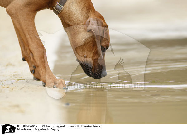 Rhodesian Ridgeback Welpe / Rhodesian Ridgeback Puppy / KB-04612