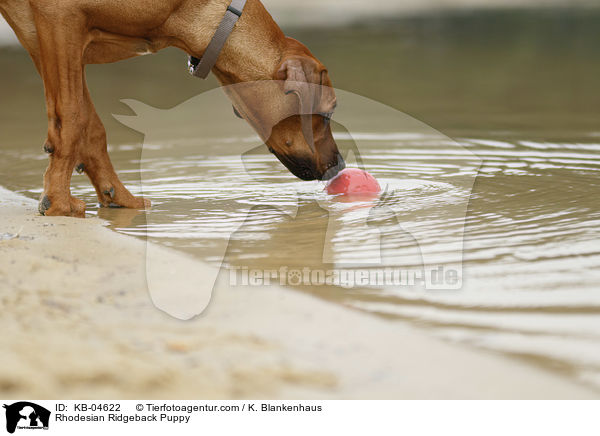 Rhodesian Ridgeback Welpe / Rhodesian Ridgeback Puppy / KB-04622