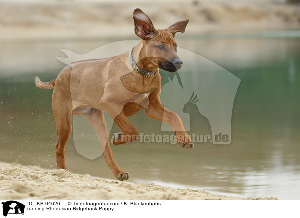 rennender Rhodesian Ridgeback Welpe / running Rhodesian Ridgeback Puppy / KB-04626