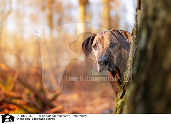 Rhodesian Ridgeback Portrait / Rhodesian Ridgeback portrait / BS-08370
