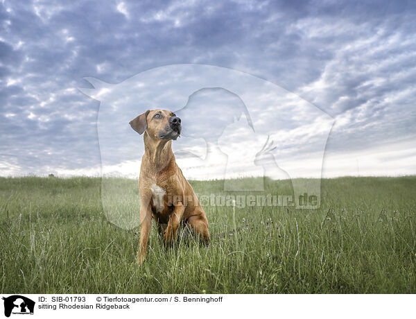 sitzender Rhodesian Ridgeback / sitting Rhodesian Ridgeback / SIB-01793