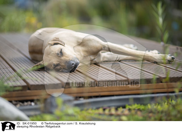 schlafender Rhodesian Ridgeback / sleeping Rhodesian Ridgeback / SK-01950