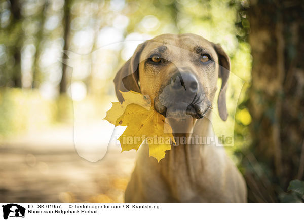 Rhodesian Ridgeback Portrait / Rhodesian Ridgeback Portrait / SK-01957