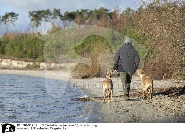 Mann und 2 Rhodesian Ridgebacks / man and 2 Rhodesian Ridgebacks / SK-01969