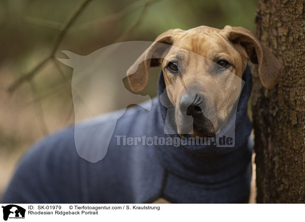 Rhodesian Ridgeback Portrait / Rhodesian Ridgeback Portrait / SK-01979