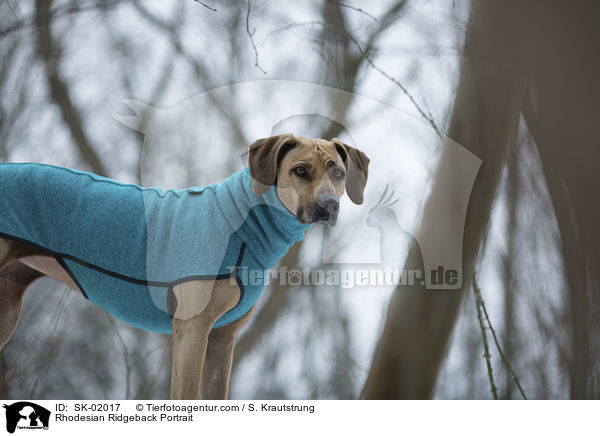 Rhodesian Ridgeback Portrait / Rhodesian Ridgeback Portrait / SK-02017