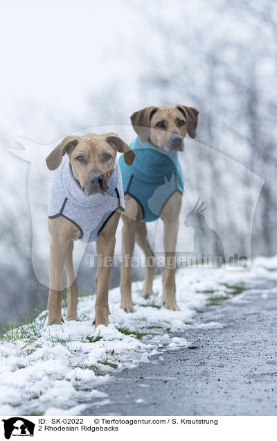 2 Rhodesian Ridgebacks / 2 Rhodesian Ridgebacks / SK-02022