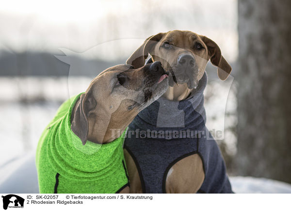 2 Rhodesian Ridgebacks / 2 Rhodesian Ridgebacks / SK-02057