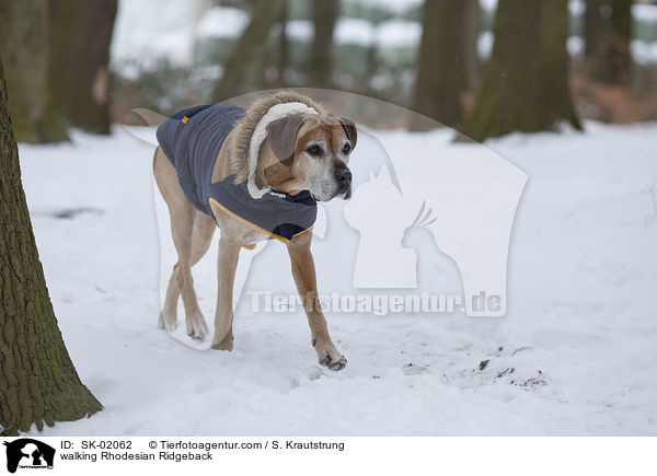 laufender Rhodesian Ridgeback / walking Rhodesian Ridgeback / SK-02062