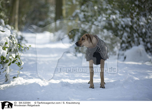 Rhodesian Ridgeback / Rhodesian Ridgeback / SK-02084