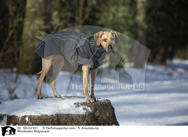 Rhodesian Ridgeback / Rhodesian Ridgeback / SK-02101