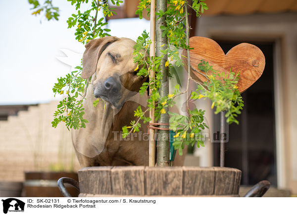 Rhodesian Ridgeback Portrait / Rhodesian Ridgeback Portrait / SK-02131