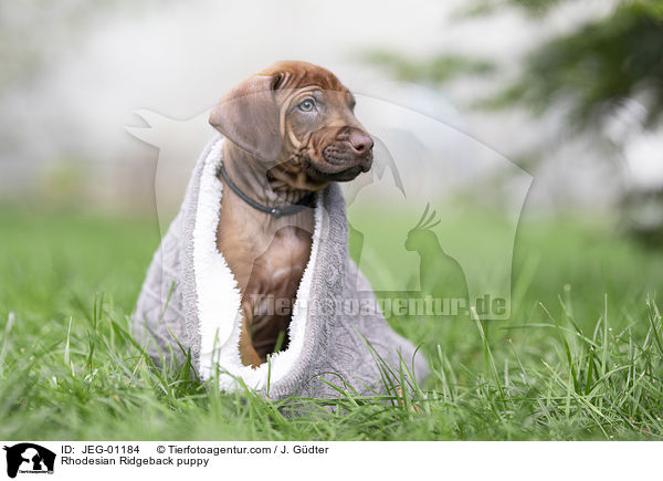 Rhodesian Ridgeback Welpe / Rhodesian Ridgeback puppy / JEG-01184