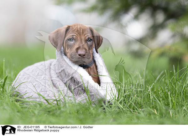Rhodesian Ridgeback Welpe / Rhodesian Ridgeback puppy / JEG-01185
