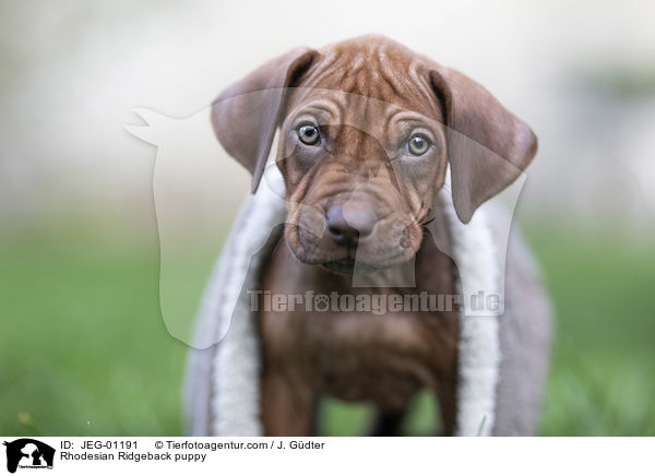 Rhodesian Ridgeback Welpe / Rhodesian Ridgeback puppy / JEG-01191