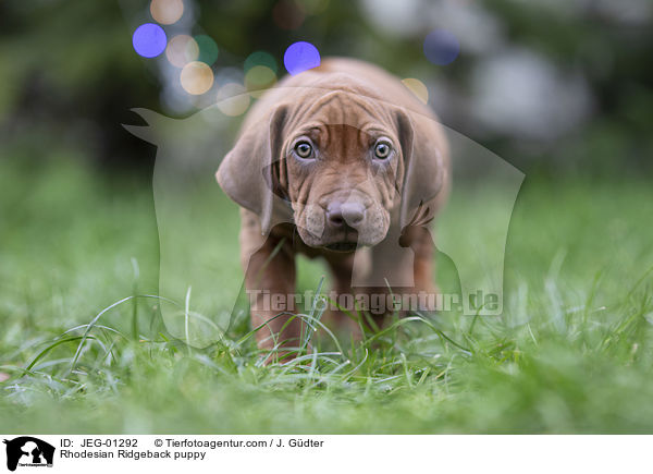 Rhodesian Ridgeback Welpe / Rhodesian Ridgeback puppy / JEG-01292