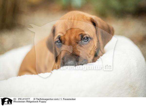 Rhodesian Ridgeback Welpe / Rhodesian Ridgeback Puppy / IFE-01077
