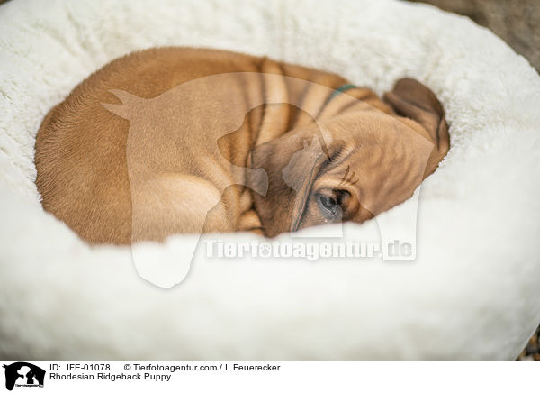 Rhodesian Ridgeback Welpe / Rhodesian Ridgeback Puppy / IFE-01078