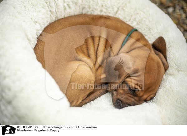 Rhodesian Ridgeback Welpe / Rhodesian Ridgeback Puppy / IFE-01079