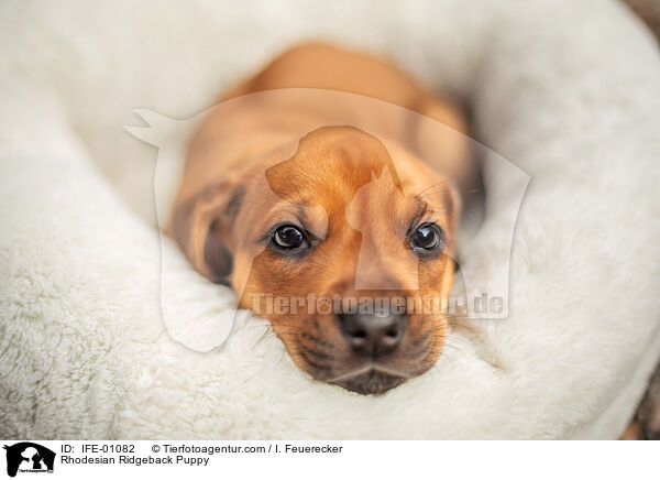 Rhodesian Ridgeback Welpe / Rhodesian Ridgeback Puppy / IFE-01082