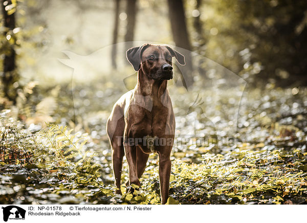 Rhodesian Ridgeback / Rhodesian Ridgeback / NP-01578