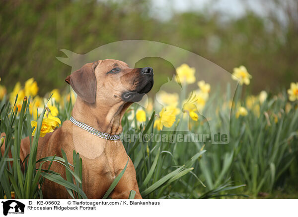 Rhodesian Ridgeback Portrait / Rhodesian Ridgeback Portrait / KB-05602