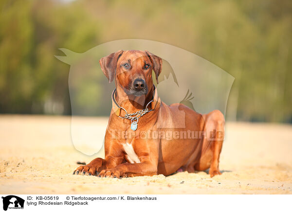 liegender Rhodesian Ridgeback / lying Rhodesian Ridgeback / KB-05619