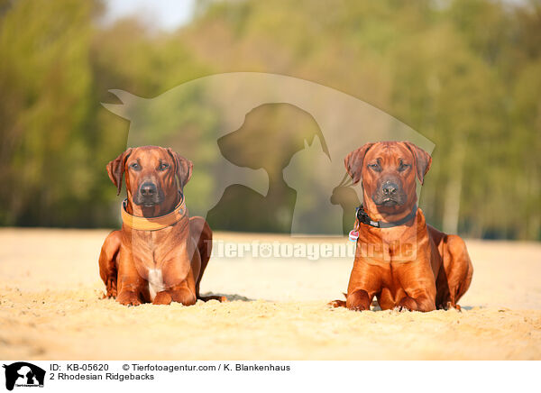 2 Rhodesian Ridgebacks / 2 Rhodesian Ridgebacks / KB-05620