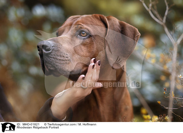Rhodesian Ridgeback Portrait / Rhodesian Ridgeback Portrait / MHO-01821