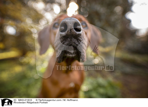 Rhodesian Ridgeback Portrait / Rhodesian Ridgeback Portrait / MHO-01833