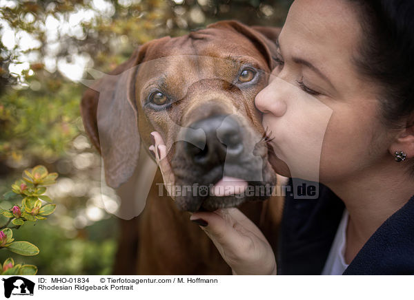 Rhodesian Ridgeback Portrait / Rhodesian Ridgeback Portrait / MHO-01834