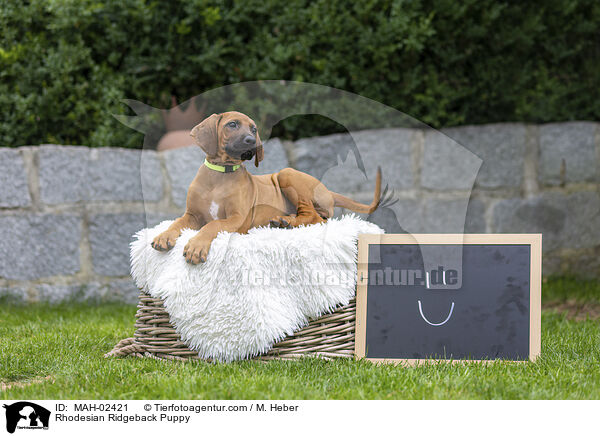 Rhodesian Ridgeback Welpe / Rhodesian Ridgeback Puppy / MAH-02421