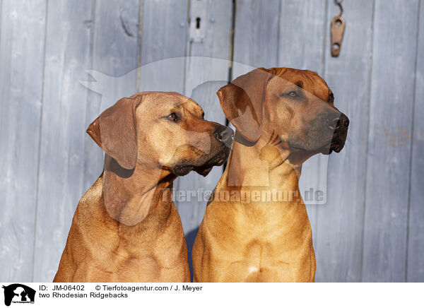 zwei Rhodesian Ridgebacks / two Rhodesian Ridgebacks / JM-06402
