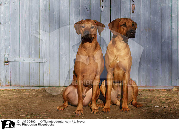 zwei Rhodesian Ridgebacks / two Rhodesian Ridgebacks / JM-06403