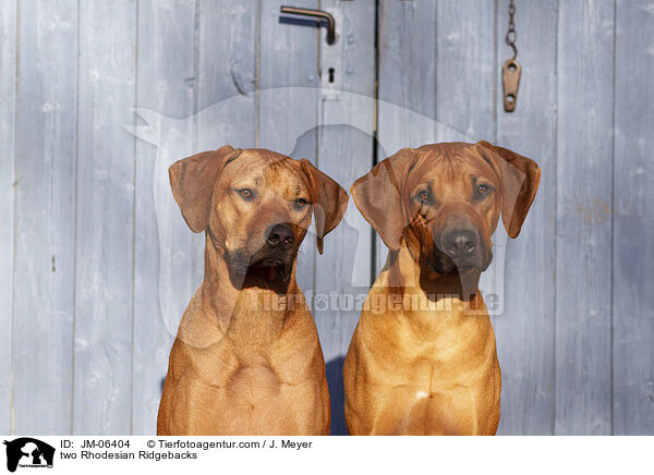 zwei Rhodesian Ridgebacks / two Rhodesian Ridgebacks / JM-06404