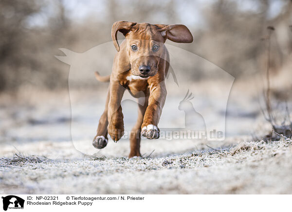Rhodesian Ridgeback Welpe / Rhodesian Ridgeback Puppy / NP-02321