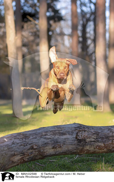 Rhodesian Ridgeback Hndin / female Rhodesian Ridgeback / MAH-02588