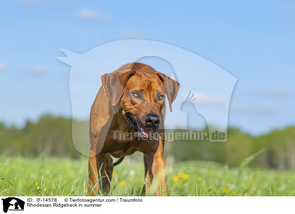 Rhodesian Ridgeback im Sommer / Rhodesian Ridgeback in summer / IF-14578