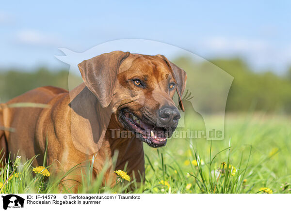 Rhodesian Ridgeback im Sommer / Rhodesian Ridgeback in summer / IF-14579