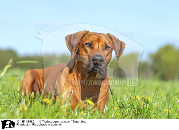 Rhodesian Ridgeback im Sommer / Rhodesian Ridgeback in summer / IF-14582