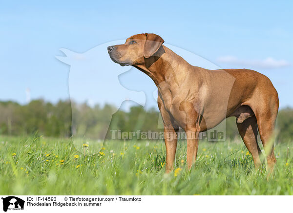 Rhodesian Ridgeback im Sommer / Rhodesian Ridgeback in summer / IF-14593