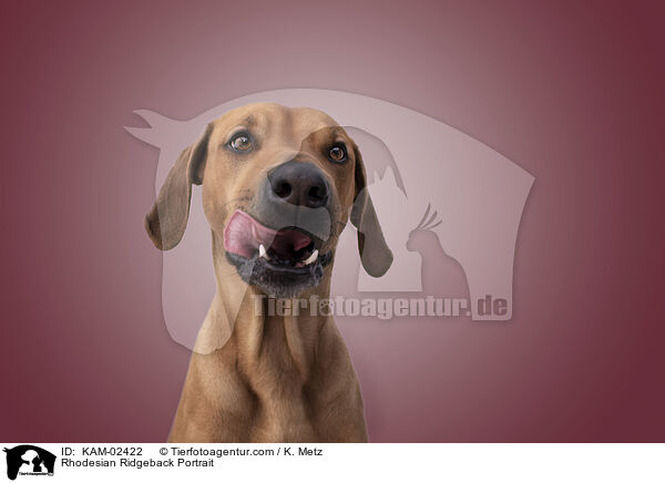Rhodesian Ridgeback Portrait / Rhodesian Ridgeback Portrait / KAM-02422