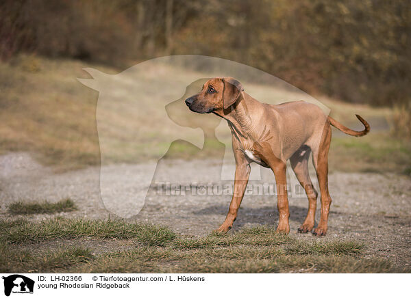 junger Rhodesian Ridgeback / young Rhodesian Ridgeback / LH-02366